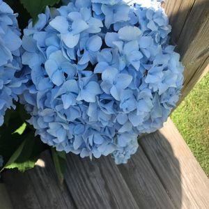 Meet your Posher, Anne